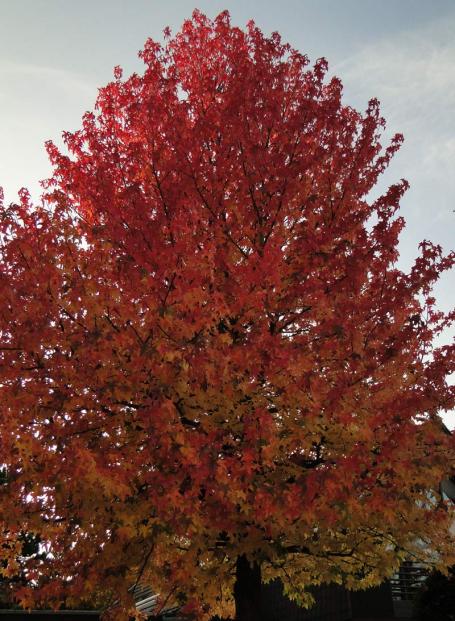 Herbstlaub des Amberbaum